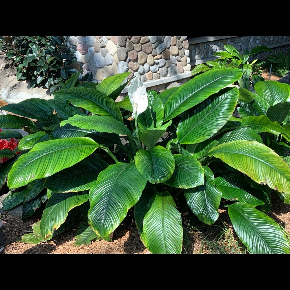 Meet your Posher, Cecilia